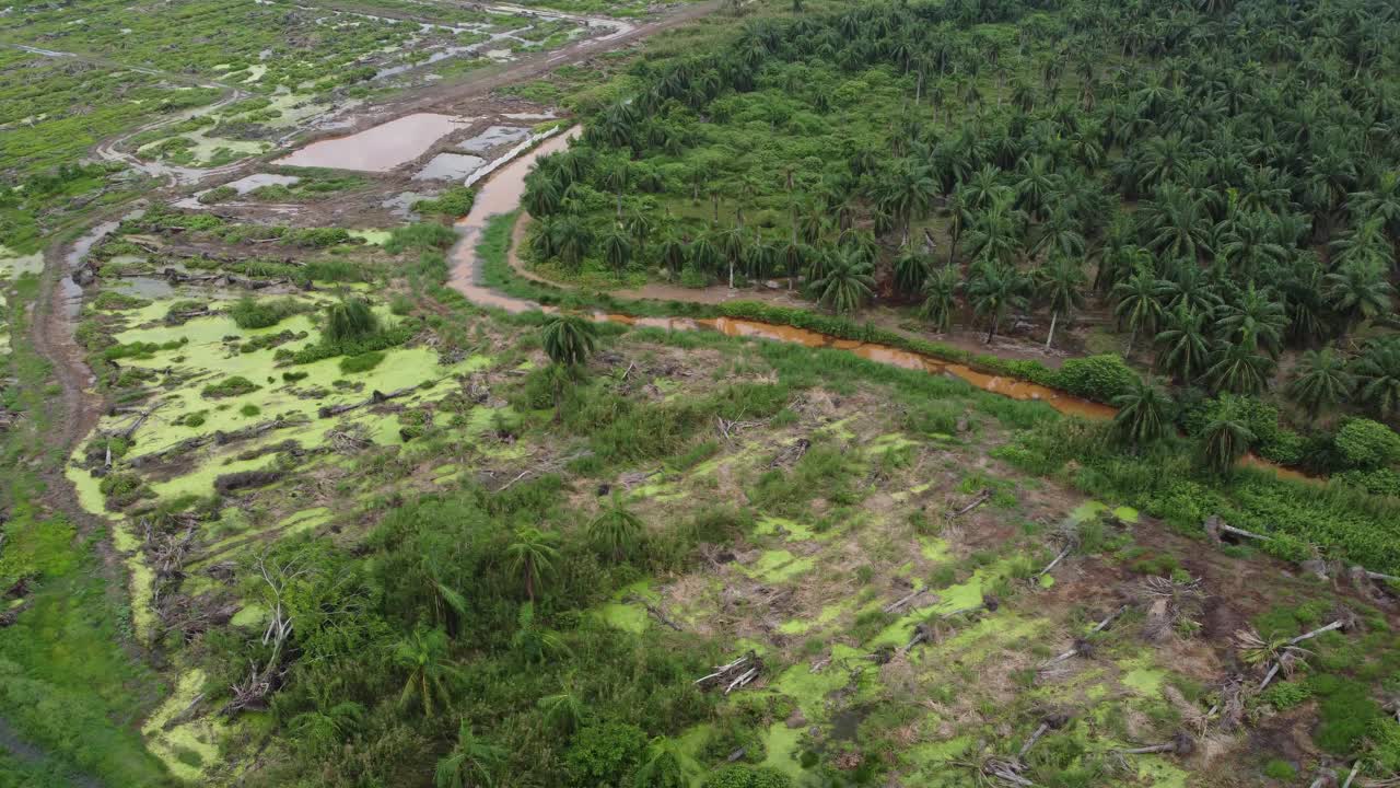 土地清晰的油棕种植园视频素材