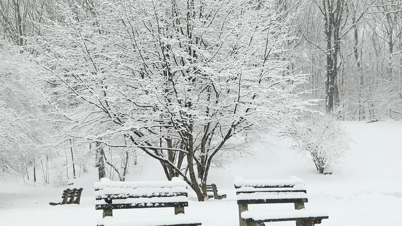 雪花飘落在公园里视频素材