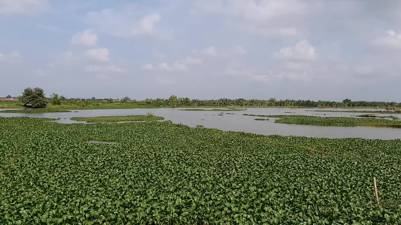 这个小湖里种着水草视频素材