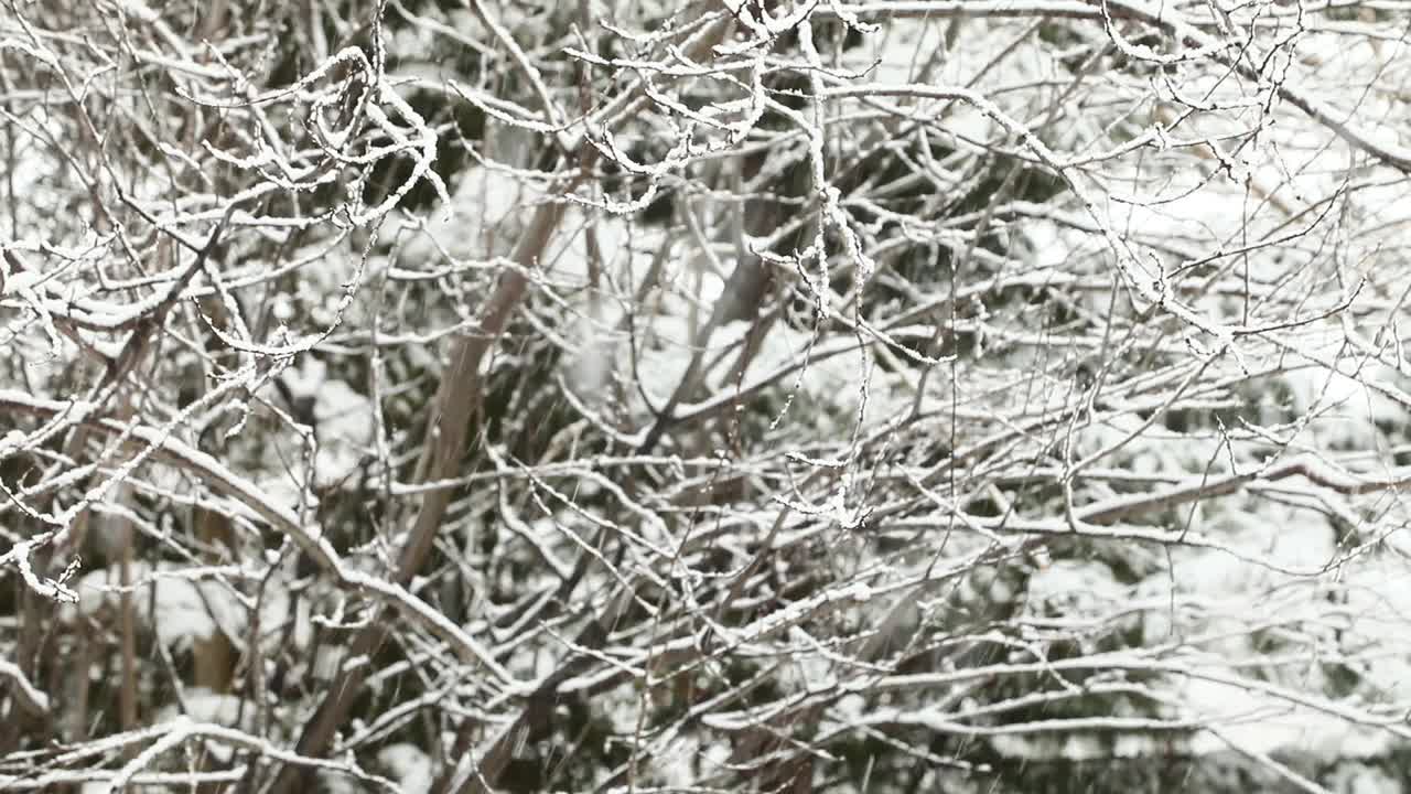 大雪落在光秃秃的树上视频素材