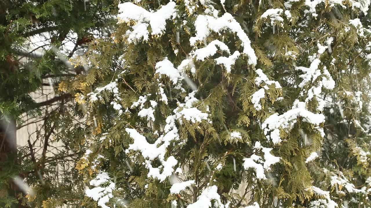 大雪落在常青树上视频素材