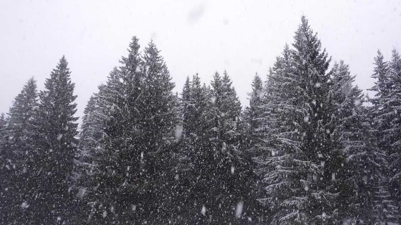 巨大的雪花落在山上的松林视频素材