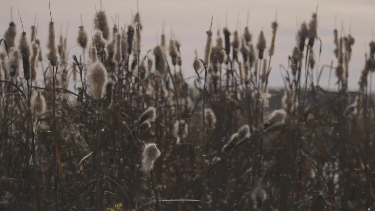 芦苇的绒毛在空中飞舞视频素材