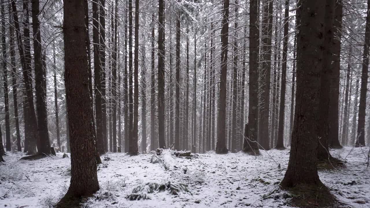 雪落在山上茂密的松林里视频素材