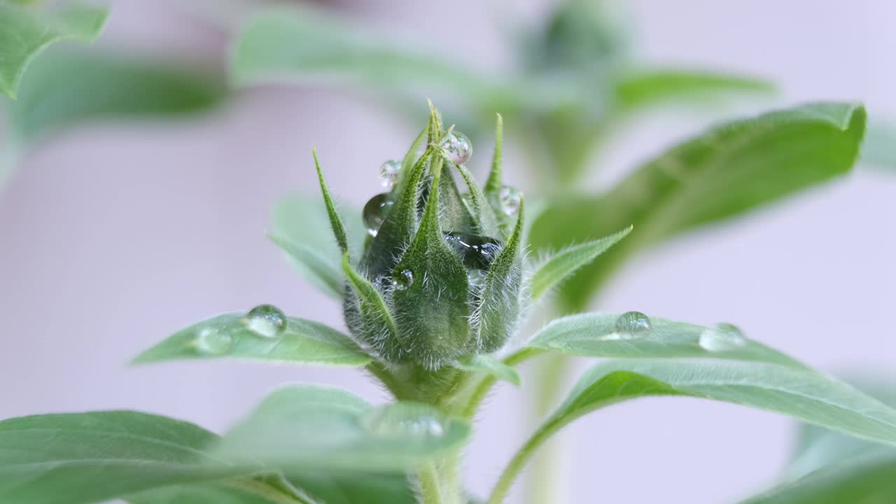 露水下降。向日葵花蕾上的露珠视频素材