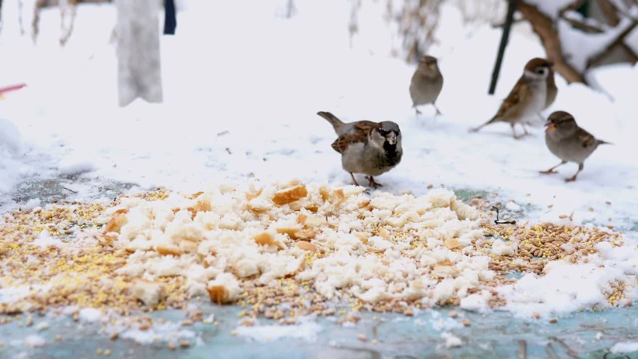 几只饥饿的灰色小麻雀或Passer家的苍蝇，跳着啄食种子饲料和碎面包在雪中。视频素材