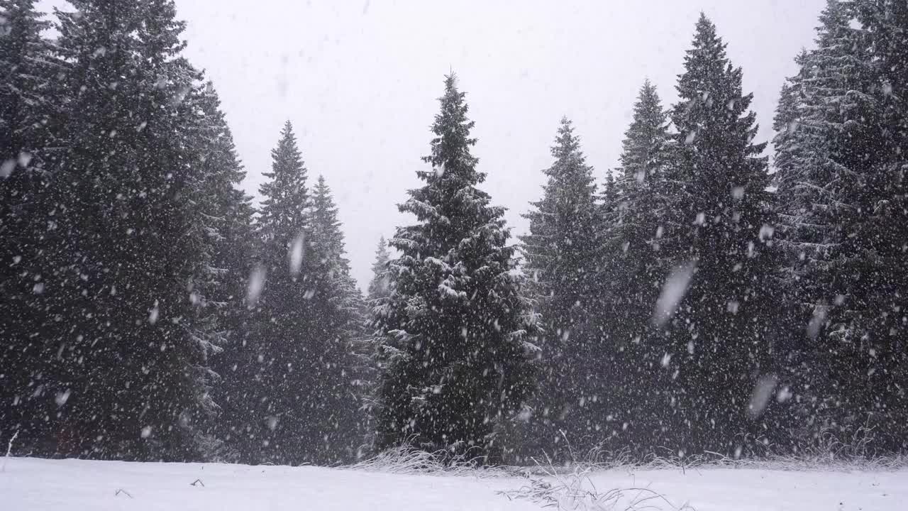 巨大的雪花落在山林间一棵孤独的松树上视频素材