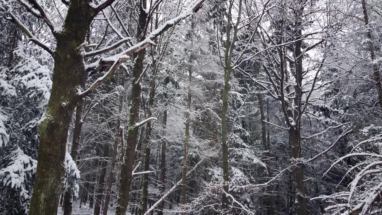 无人机上升在森林在冬天与深雪而下雪视频下载