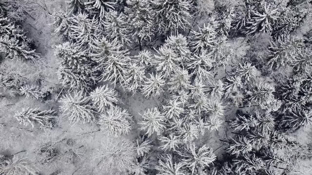 在冬天，无人机飞过白雪覆盖的大森林，俯瞰树梢视频下载