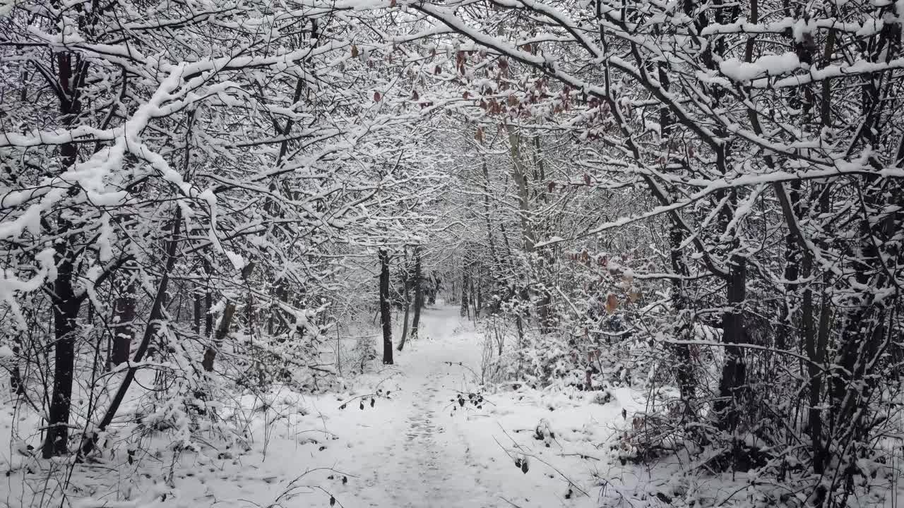 无人机在厚厚的积雪中飞过森林中的小径视频下载