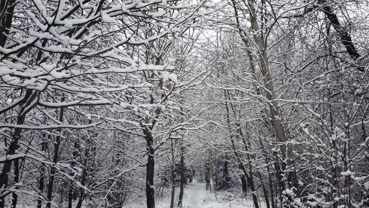 无人机在厚厚的积雪中飞过森林中的小径视频下载