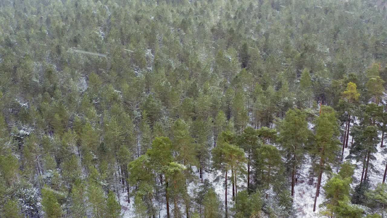 无人机镜头俯瞰积雪的森林视频素材