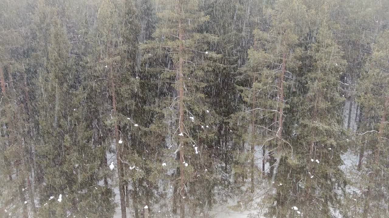 树林里下雪了。冬天的风景视频素材