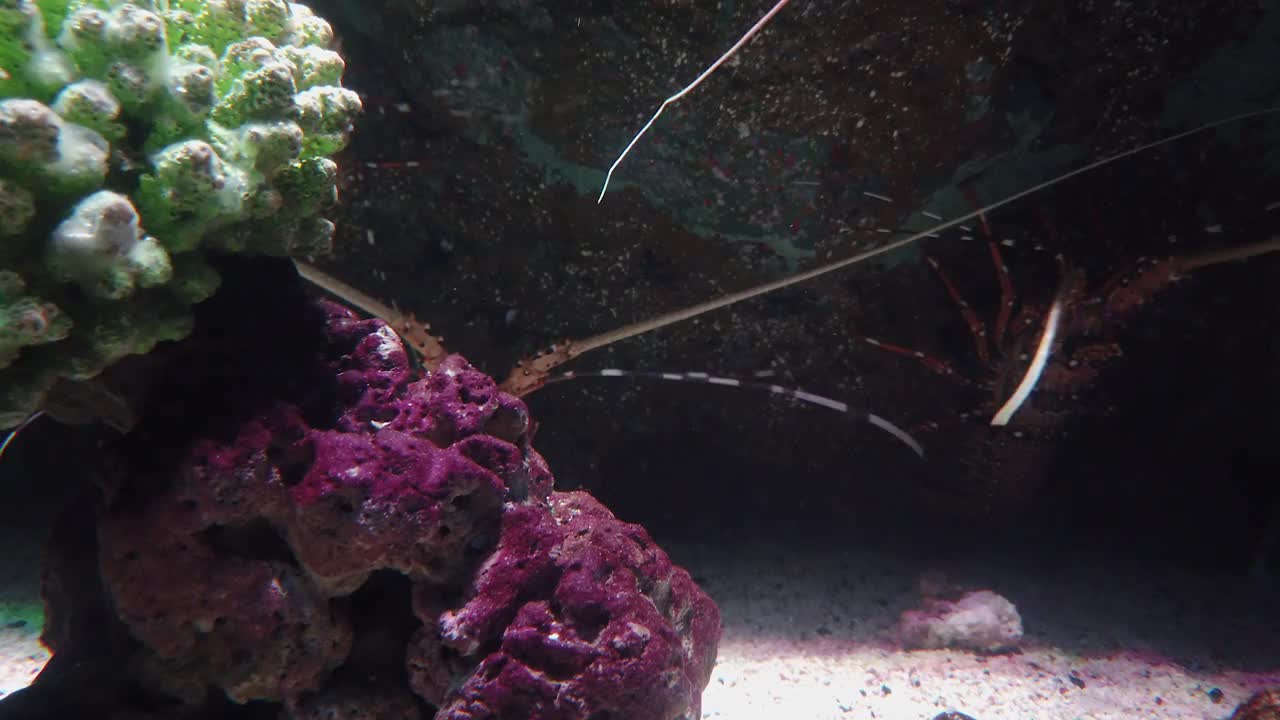 水族馆/海洋生物曼谷海洋世界的龙虾视频下载