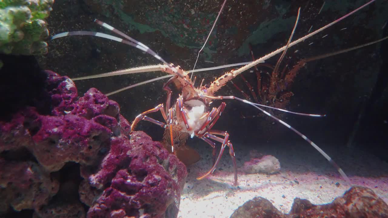 水族馆/海洋生物曼谷海洋世界的龙虾视频下载