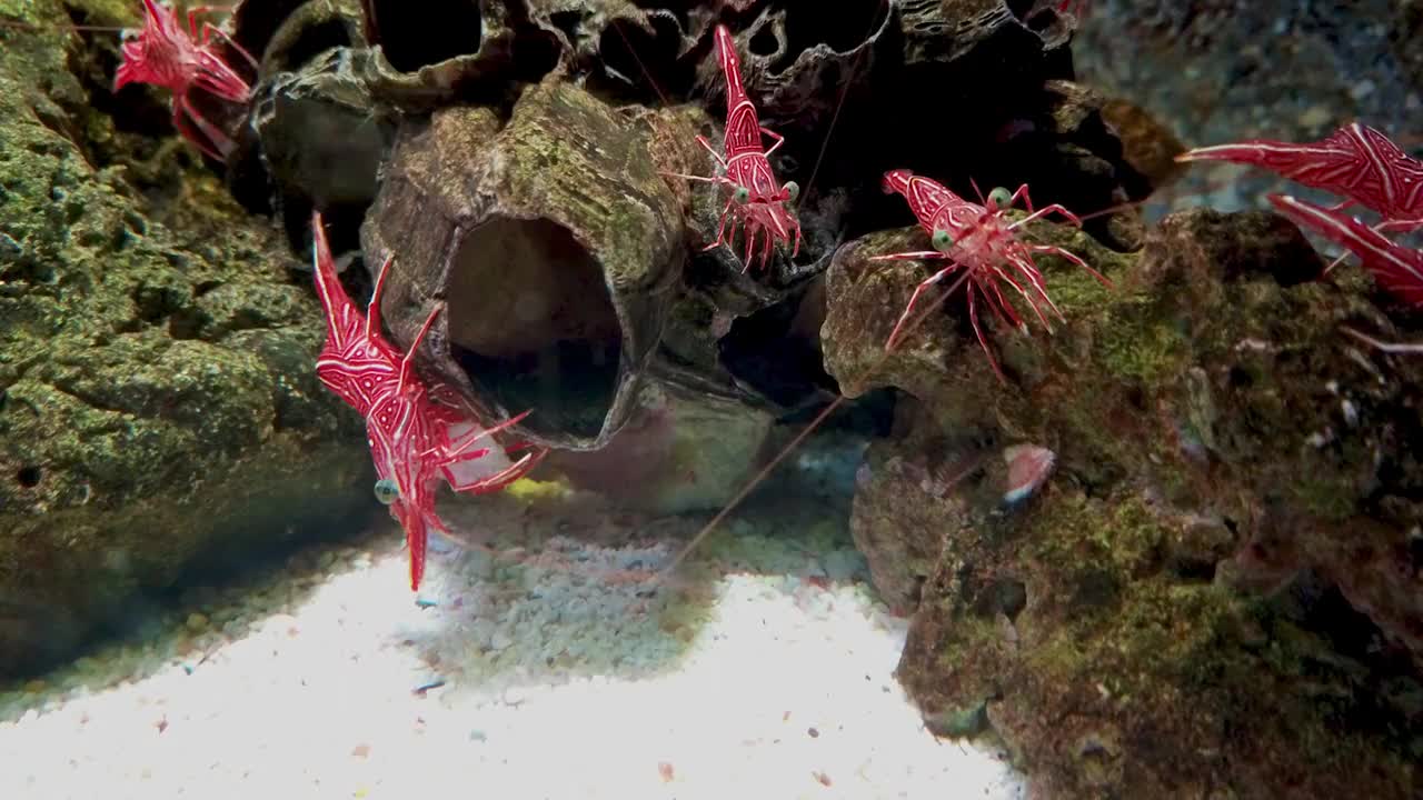 在曼谷海洋世界的水族馆/海洋生物中跳舞的虾视频下载