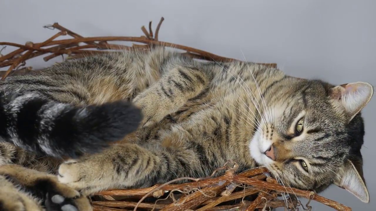 一只肥猫被放在一张小床上睡觉。一个女人的手用毯子盖着猫。视频下载