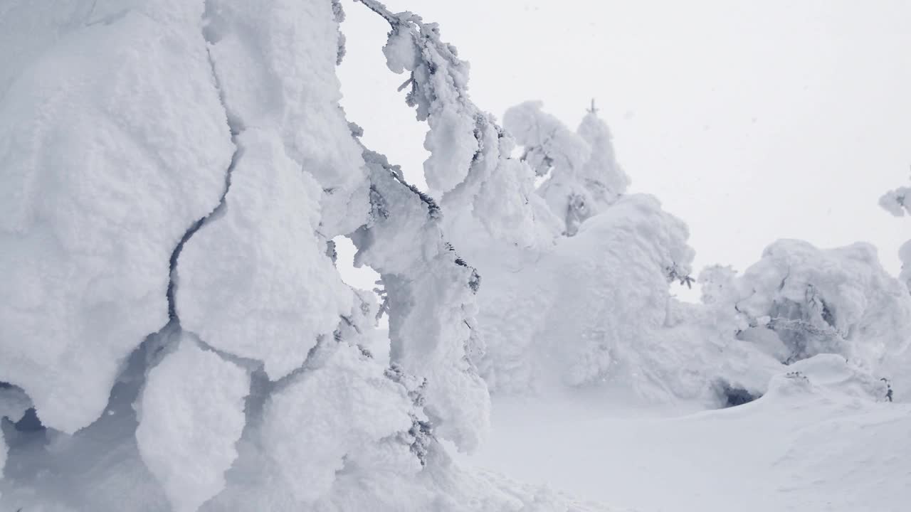 云杉的树枝在风雪中摇摆。树被冰和霜覆盖着。在厚厚的霜冻中开裂，移动雪壳。冰雪覆盖了极地的冬季云杉林。视频素材