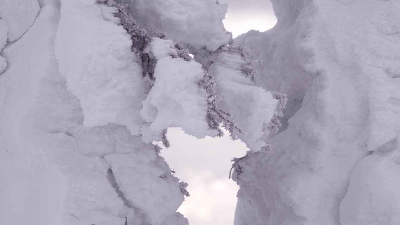 在冬天的森林里，两棵树的树枝合拢了。冷杉上覆盖着霜和雪。有霜冻的日子风先刮。雪完全覆盖了树干，把它变成了白色的身影。视频素材