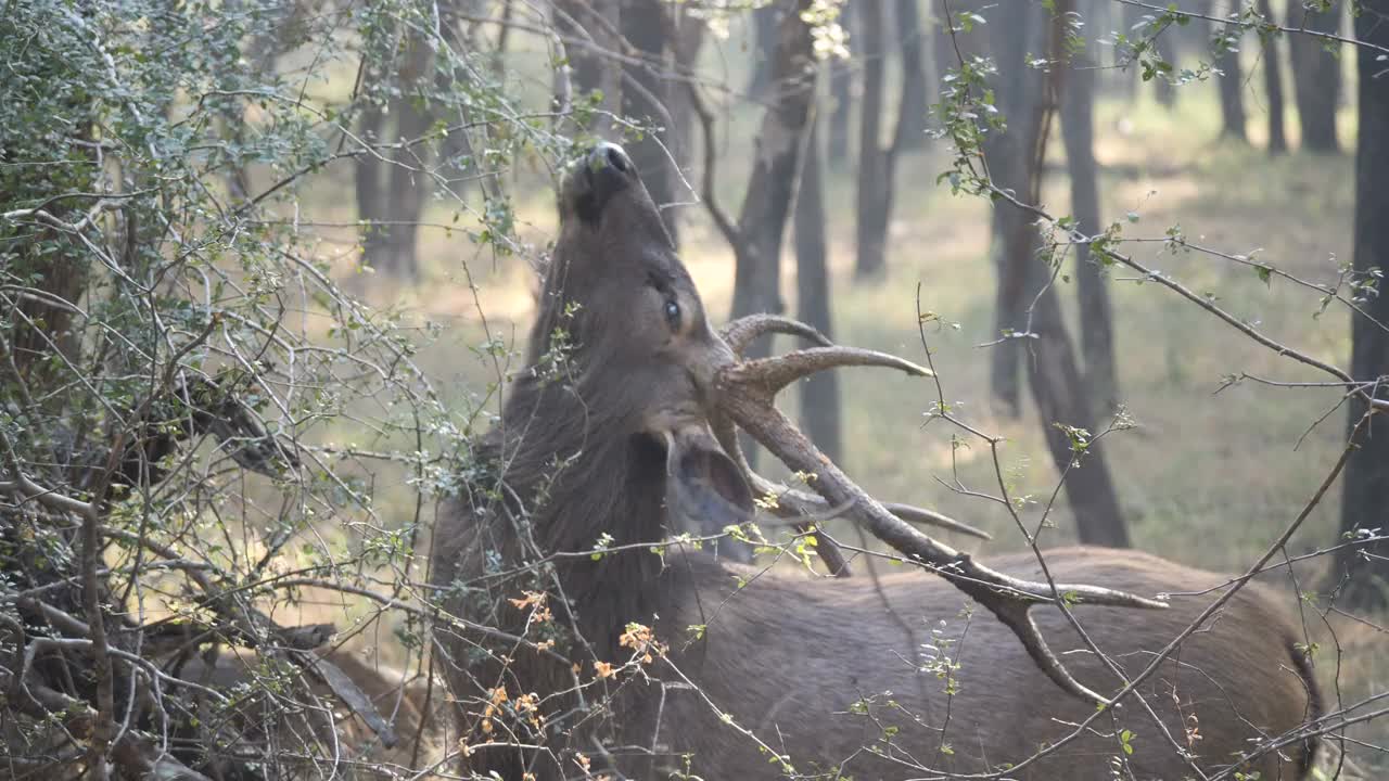 雄桑巴鹿/ Rhanthambore国家公园，印度视频下载