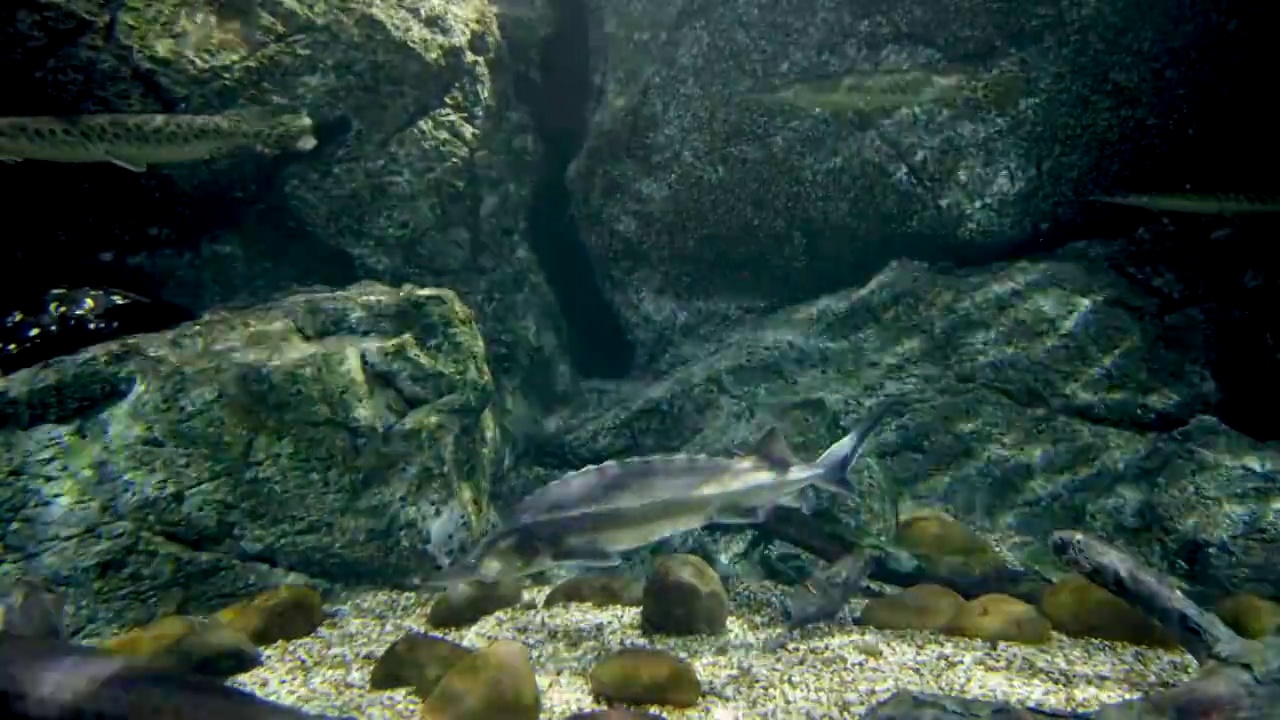 淡水水族馆/曼谷海洋世界的鲟鱼视频下载