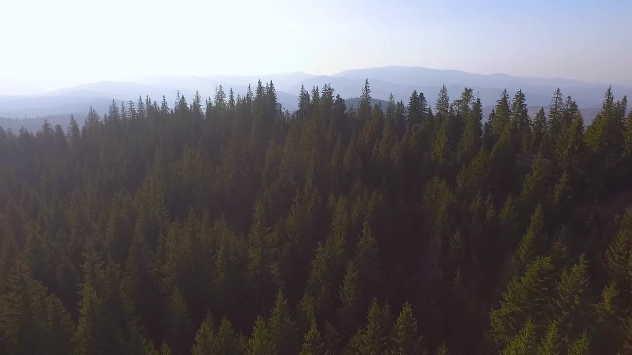 鸟瞰图。飞过美丽阳光灿烂的树林。航空摄影机镜头。景观全景。阿尔泰,西伯利亚。飞过美丽的森林。山上有冷杉林。日落视频素材