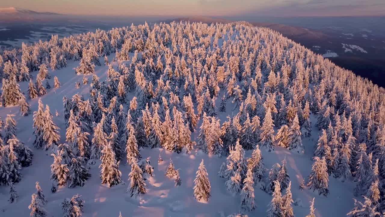 鸟瞰图冰冻冰雪的冬天森林在金色的日出早晨视频素材