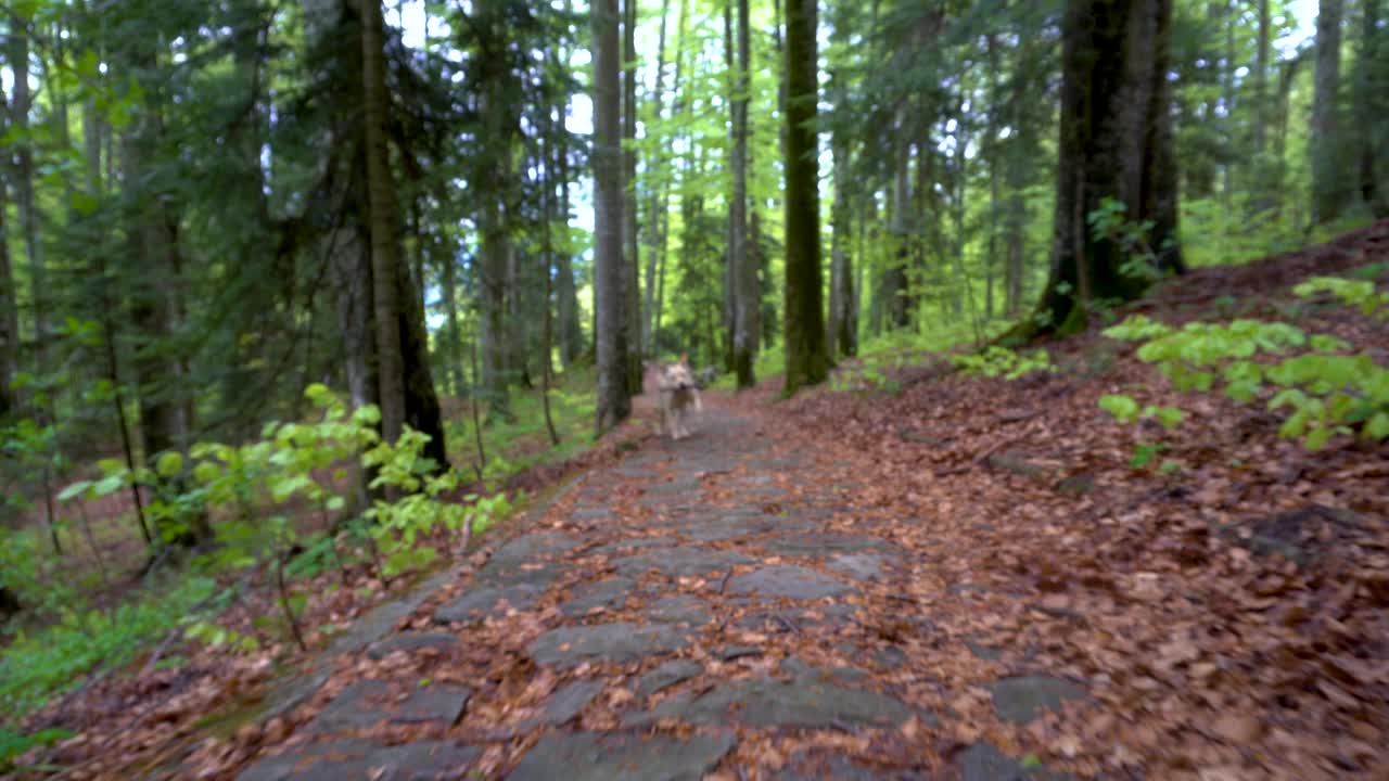 拉布拉多猎犬在森林中行走。替身万向节。棕色金发的小狗在山林里奔跑。一只大小狗在玩木棍。把木棍拿回来。视频素材