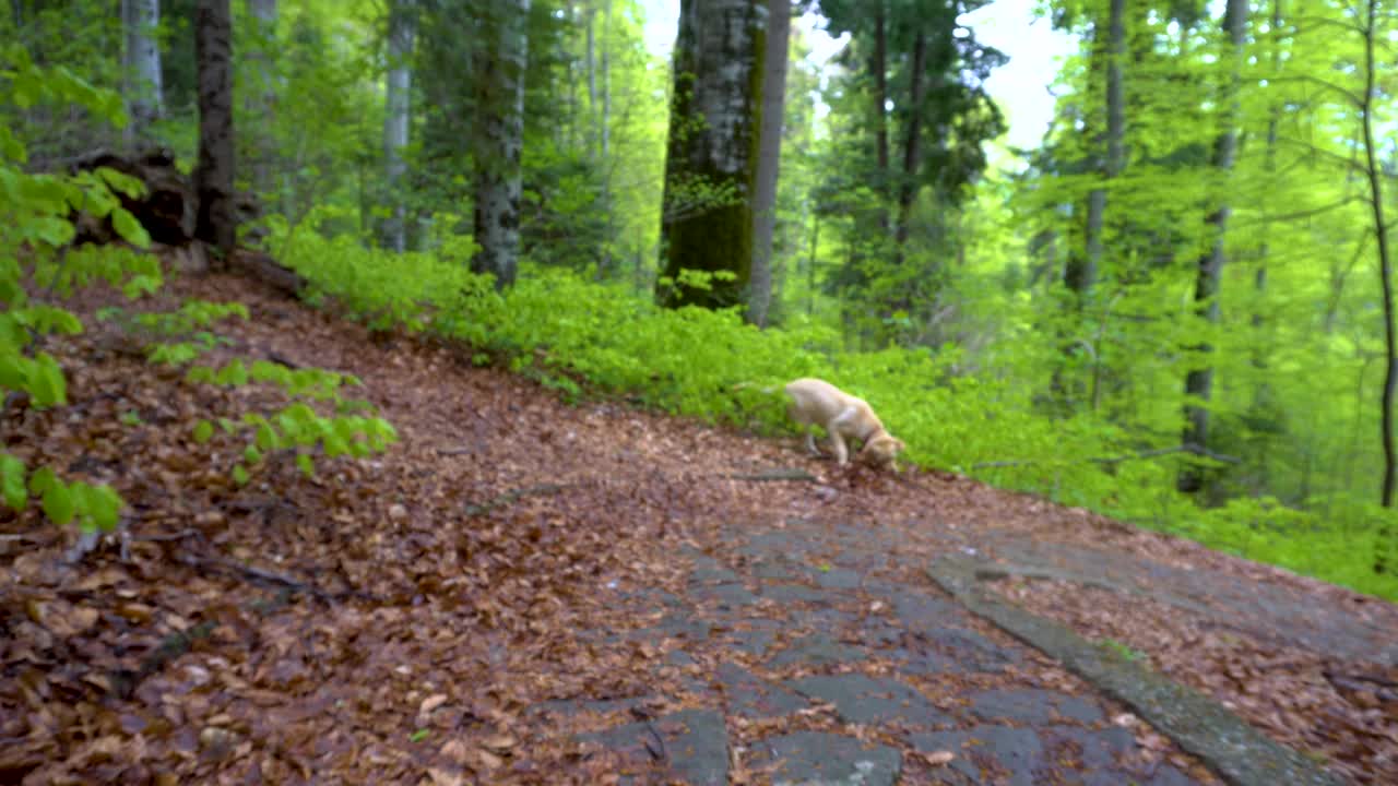 拉布拉多猎犬在森林中行走。替身万向节。棕色金发的小狗在山林里奔跑。一只大小狗在玩木棍。把木棍拿回来。视频素材