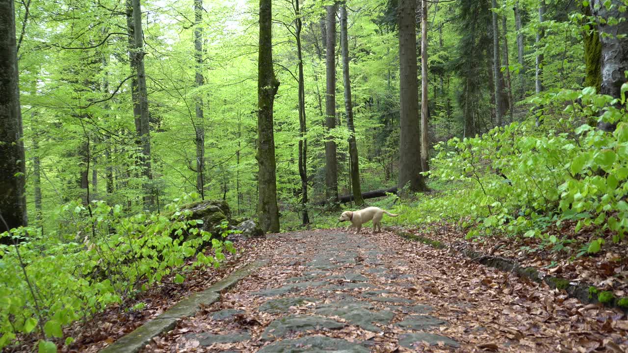 拉布拉多猎犬在森林中行走。替身万向节。棕色金发的小狗在山林里奔跑。一只大小狗在玩木棍。把木棍拿回来。视频素材