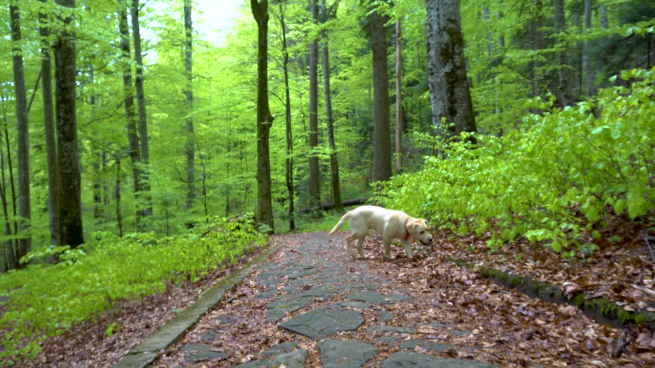 拉布拉多猎犬在森林中行走。替身万向节。棕色金发的小狗在山林里奔跑。一只大小狗在玩木棍。把木棍拿回来。视频素材