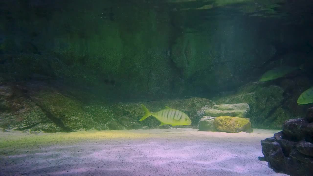 淡水鱼水族馆/海洋生命曼谷海洋世界视频下载