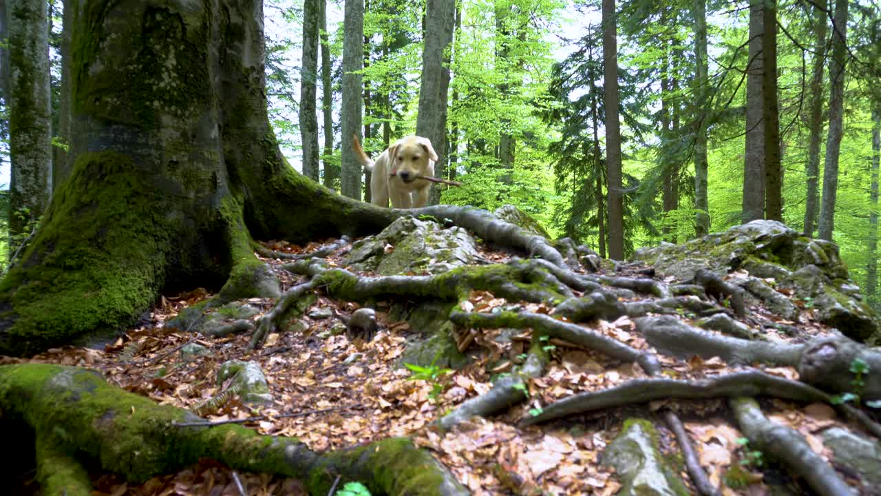 拉布拉多猎犬在森林中行走。替身万向节。棕色金发的小狗在山林里奔跑。一只大小狗在玩木棍。把木棍拿回来。视频素材