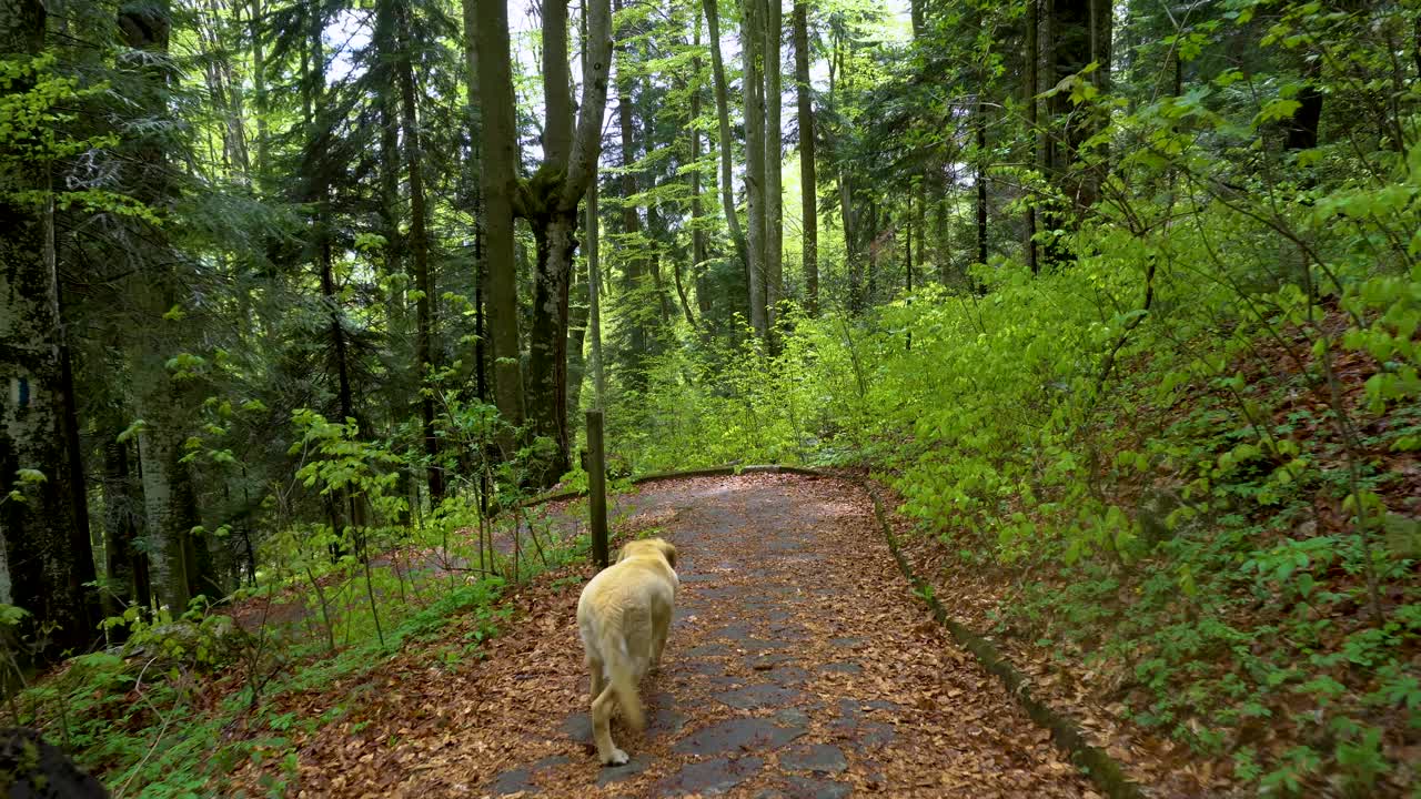 拉布拉多猎犬在森林中行走。替身万向节。棕色金发的小狗在山林里奔跑。一只大小狗在玩木棍。把木棍拿回来。视频素材