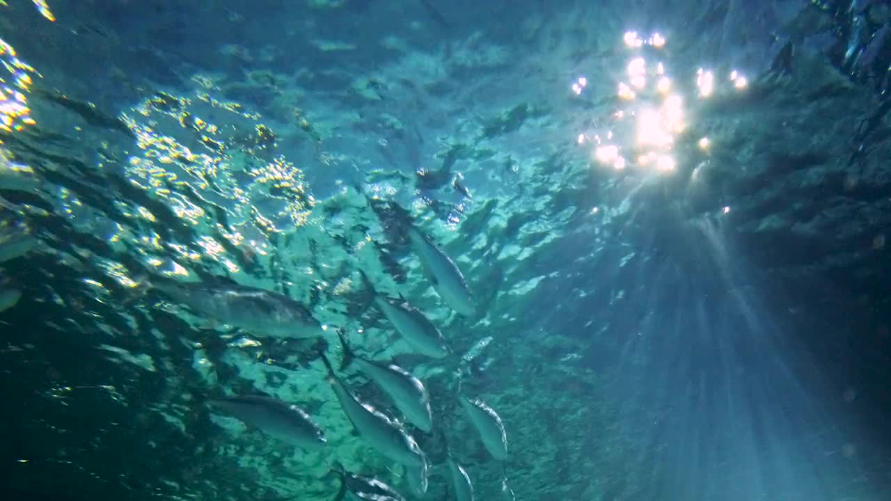 巨大的海水水族馆，阳光闪闪发光/曼谷海洋世界海洋生命视频下载