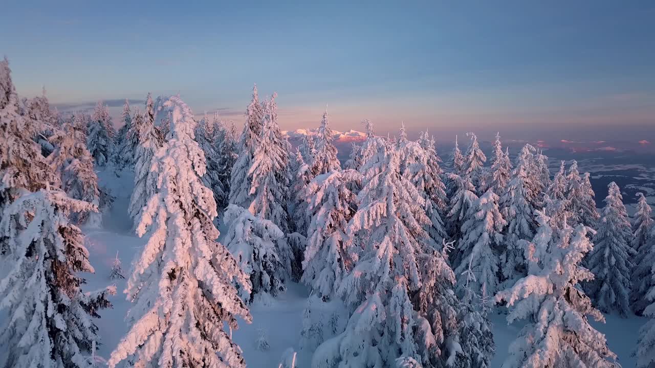 慢镜头在雪树之间在美丽的冬季森林景观在冰冻的山脉自然与温暖的日出颜色视频素材