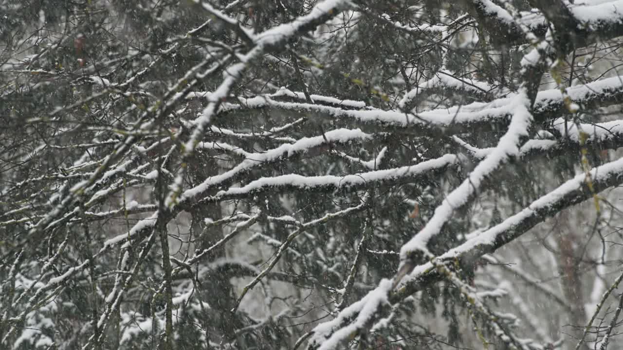 冬天森林里的雪。大雪。雪中的树。美丽的风景。树干和树枝。视频素材