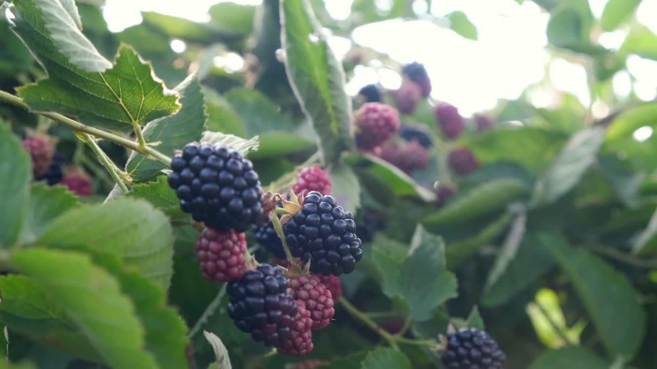 特写成熟和未成熟的大黑莓在风中摇摆挂在灌木上，选择性的焦点，收获和采摘的概念。4 k视频素材