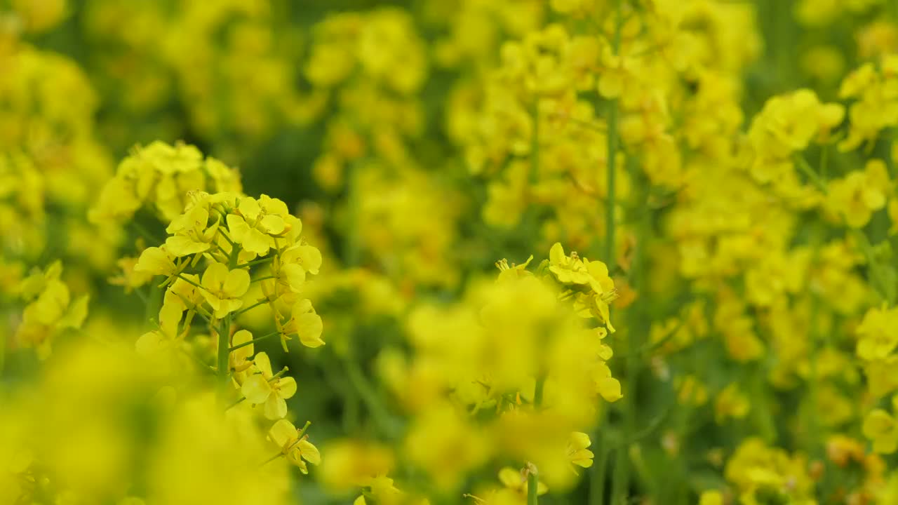 油菜花盛开的田野视频素材