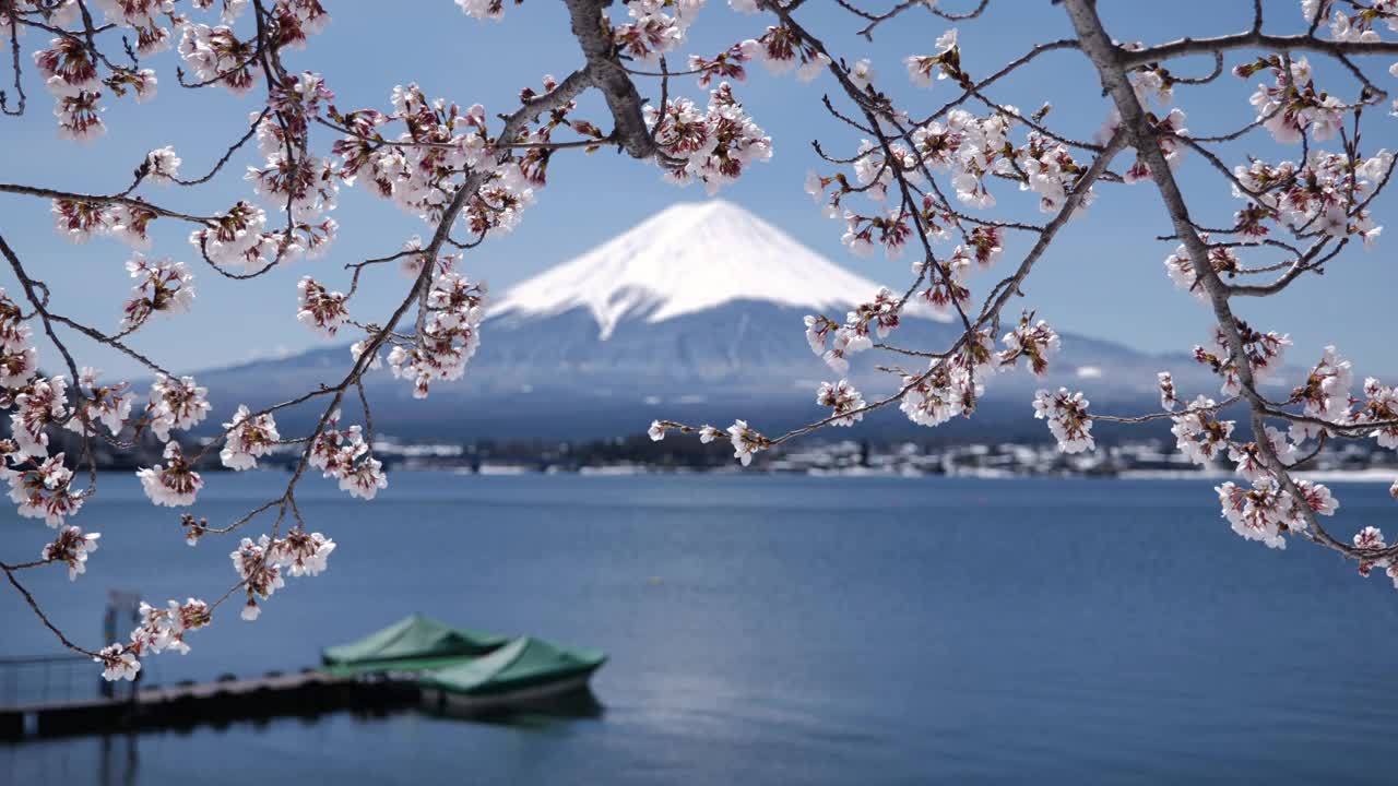 川口湖樱花下的富士山(倾斜/机架聚焦)视频素材