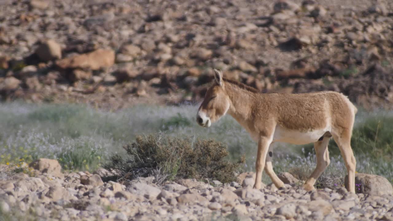 在原始沙漠行走和奔跑的野驴(Equus hemionus) /航拍，内盖夫以色列视频素材