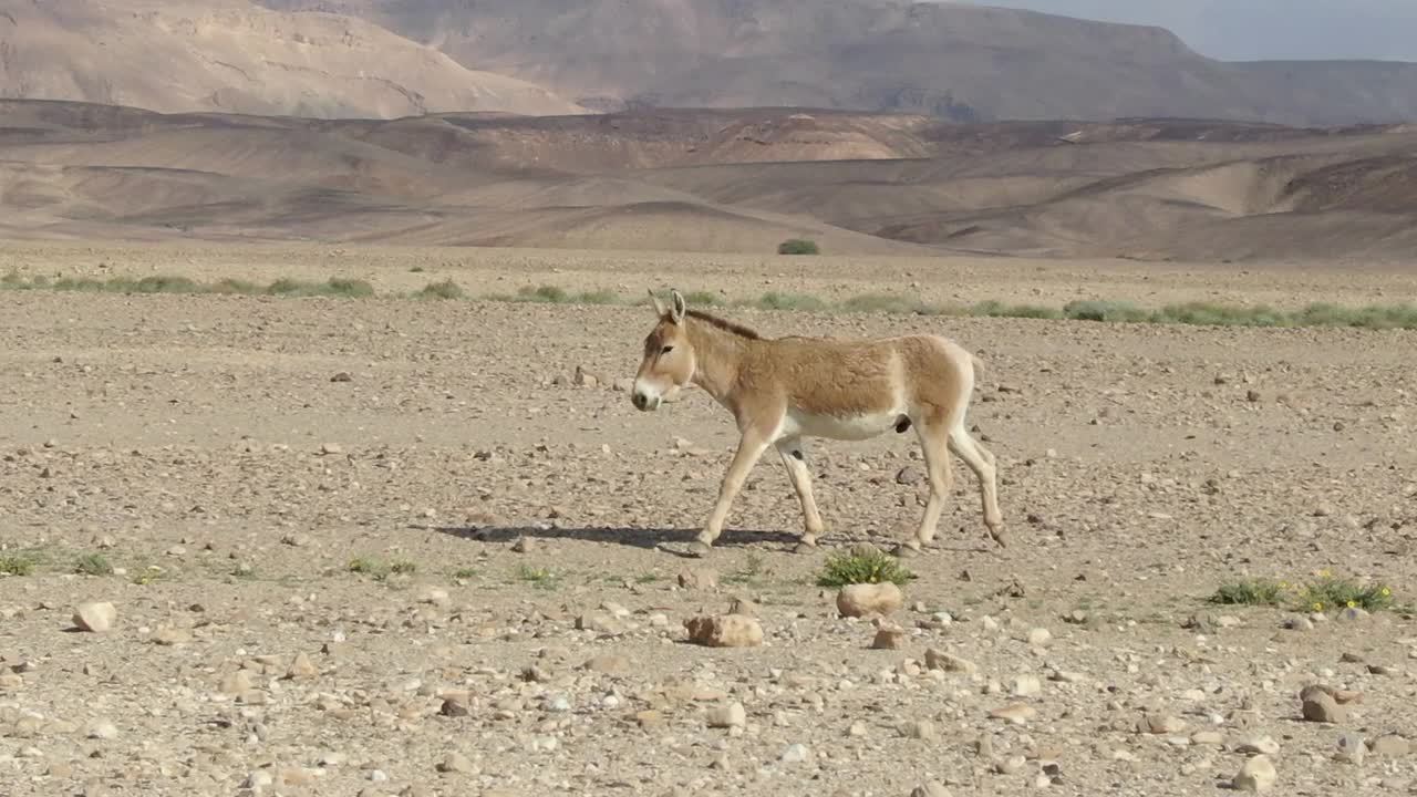 在原始沙漠行走和奔跑的野驴(Equus hemionus) /航拍，内盖夫以色列视频素材