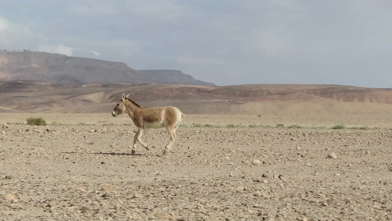 在原始沙漠行走和奔跑的野驴(Equus hemionus) /航拍，内盖夫以色列视频素材