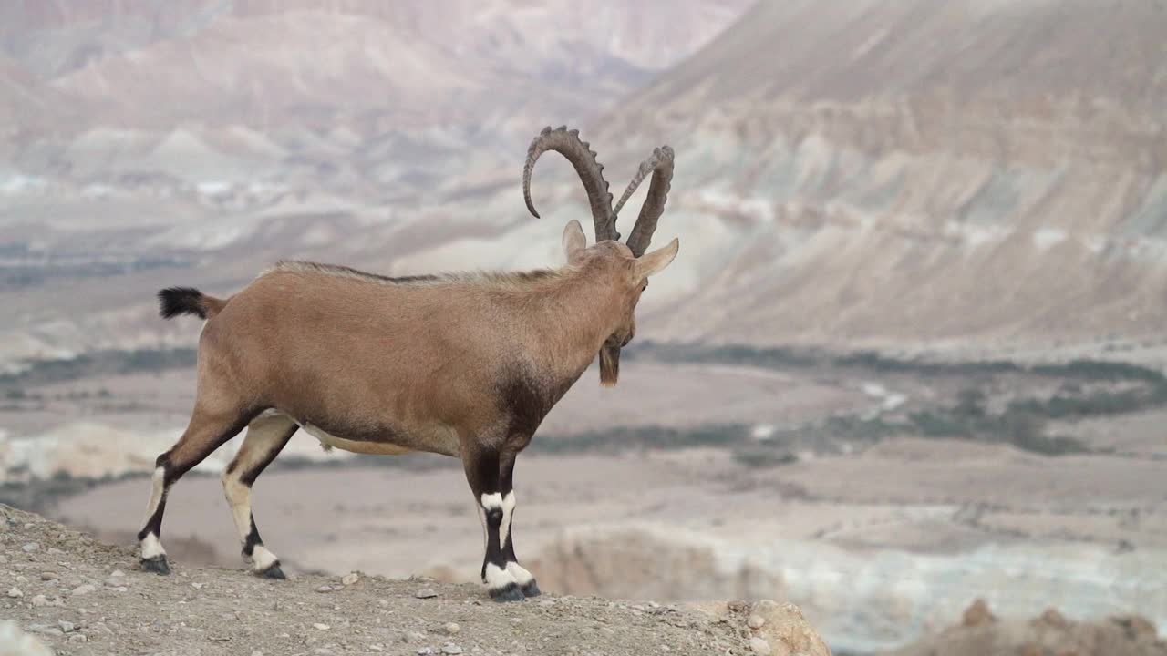 雄性努比亚山羊(Capra nubiana)与戏剧性的沙漠背景/Ein Avdat，内盖夫沙漠视频素材