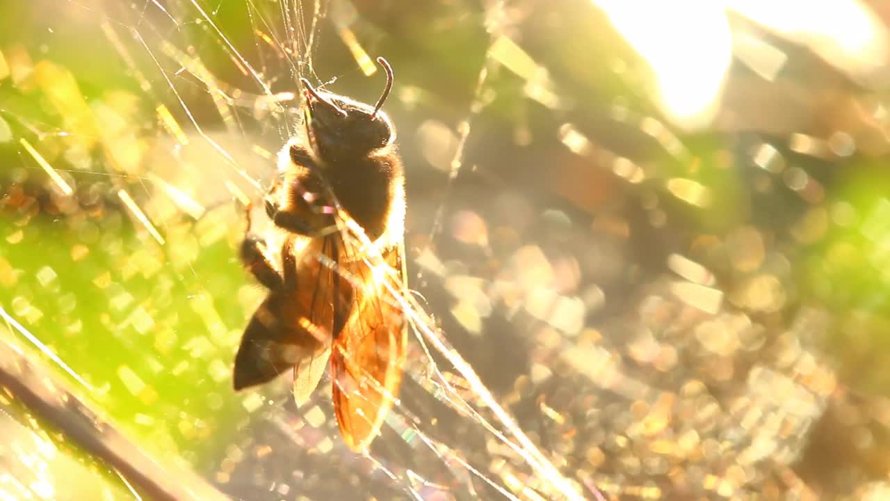 蜘蛛抱网蜂视频素材