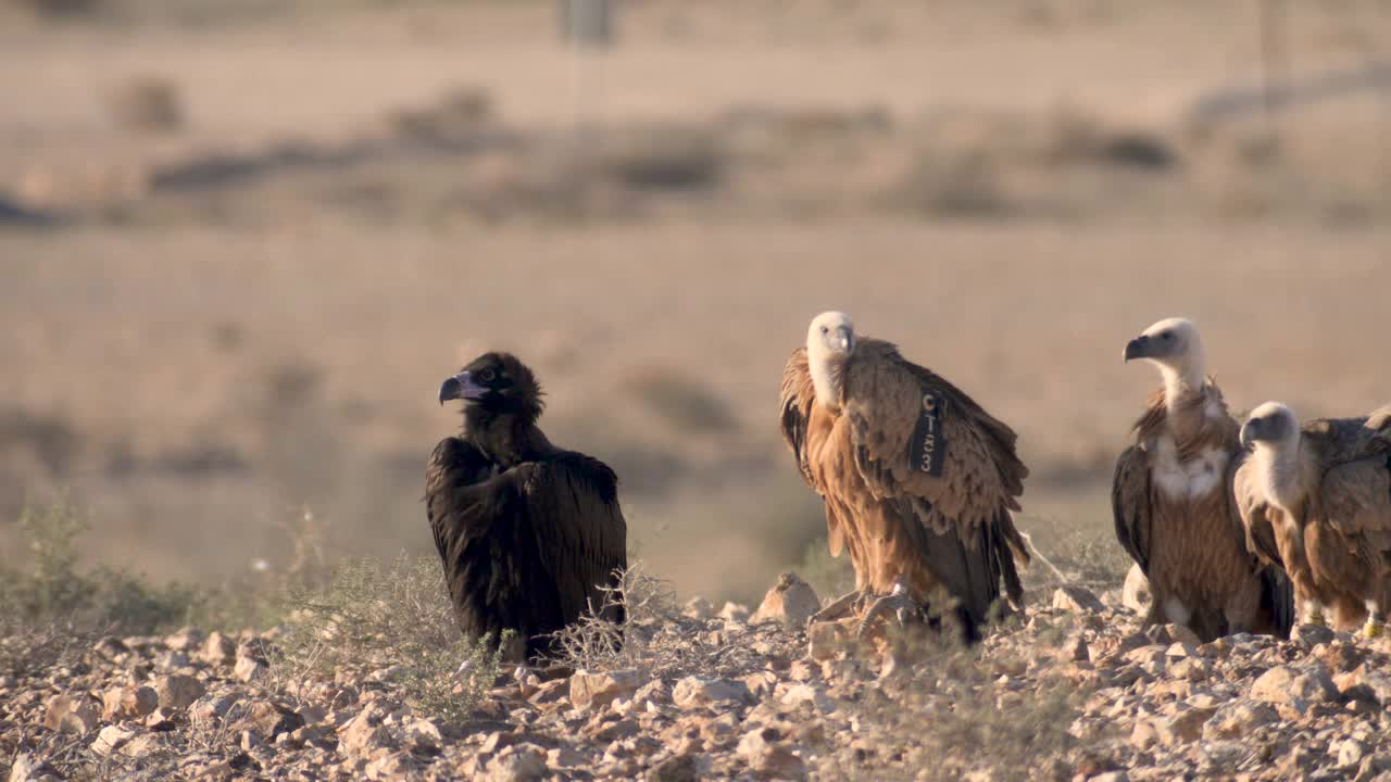 格里芬秃鹫(Gyps fulvus)极端近距离的脸视频下载