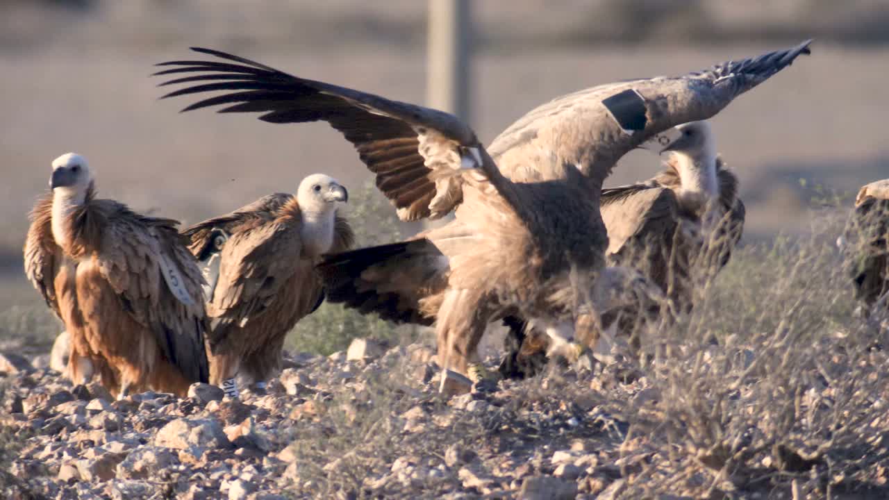 兀鹫(Gyps fulvus)起飞，在沙漠中展开翅膀视频素材