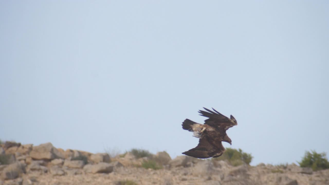 金鹰(Aquila chrysaetos)在沙漠/以色列内盖夫视频下载