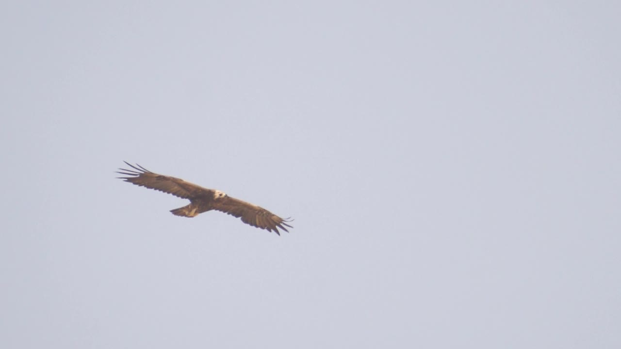 金鹰(Aquila chrysaetos)在沙漠/以色列内盖夫视频素材