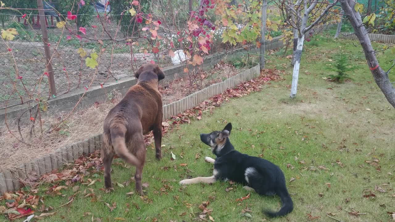 花园里有年轻的德国牧羊犬和巧克力色的拉布拉多寻回犬视频素材